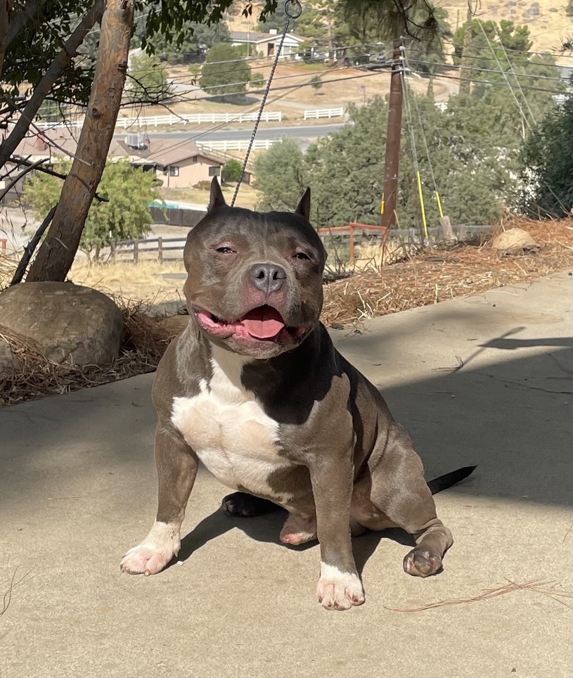 Dog Featured Image
