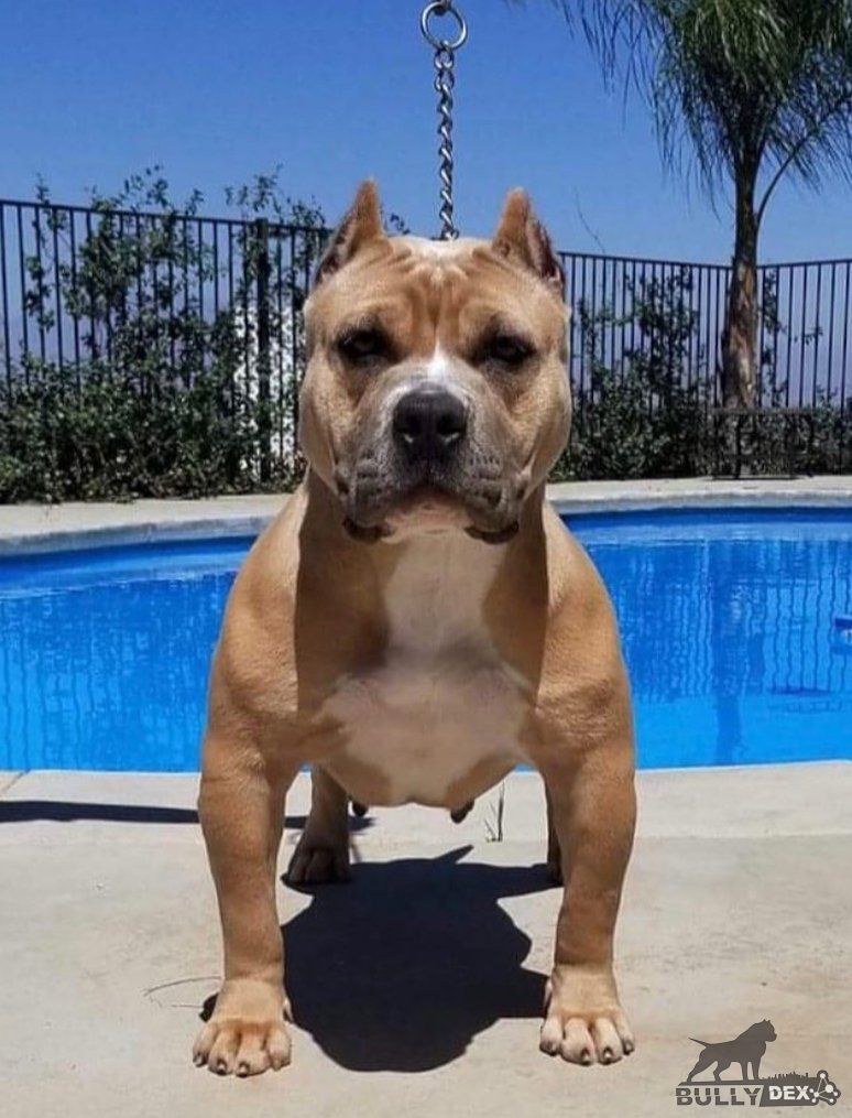 Dog Featured Image