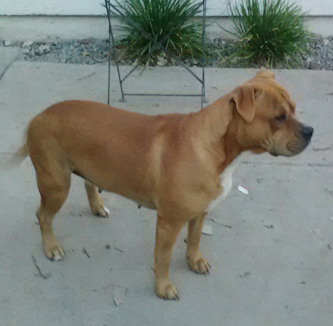 Dog Featured Image