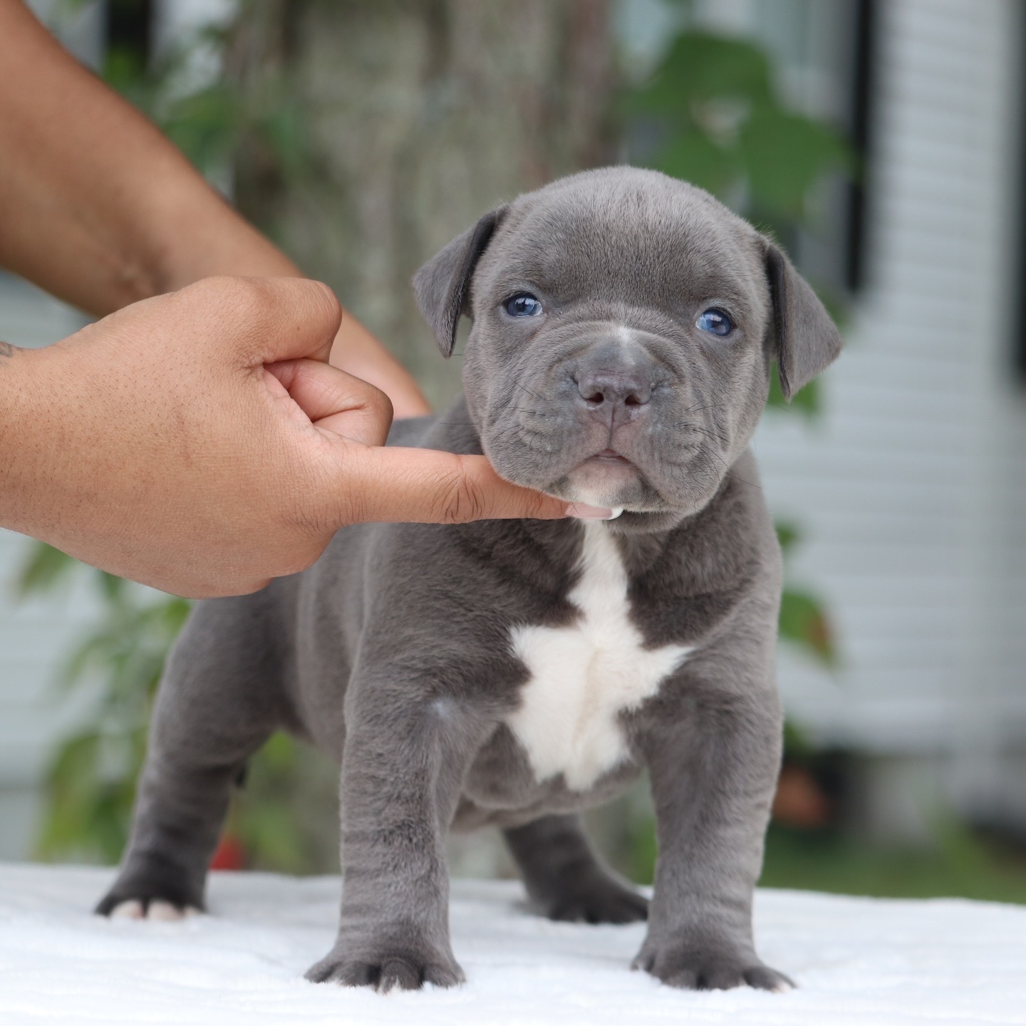 Dog Featured Image