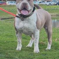 The Real Untouchable Bully,s floyd