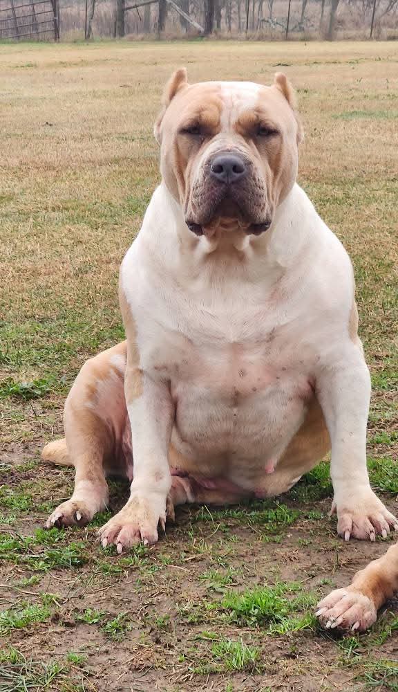 Dog Featured Image