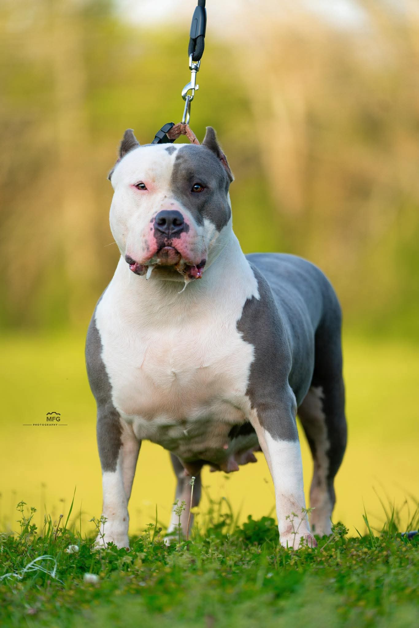 Dog Featured Image