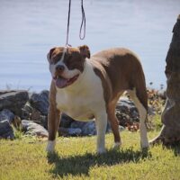 Rayline Bullies Rose