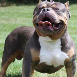 Dog Featured Image