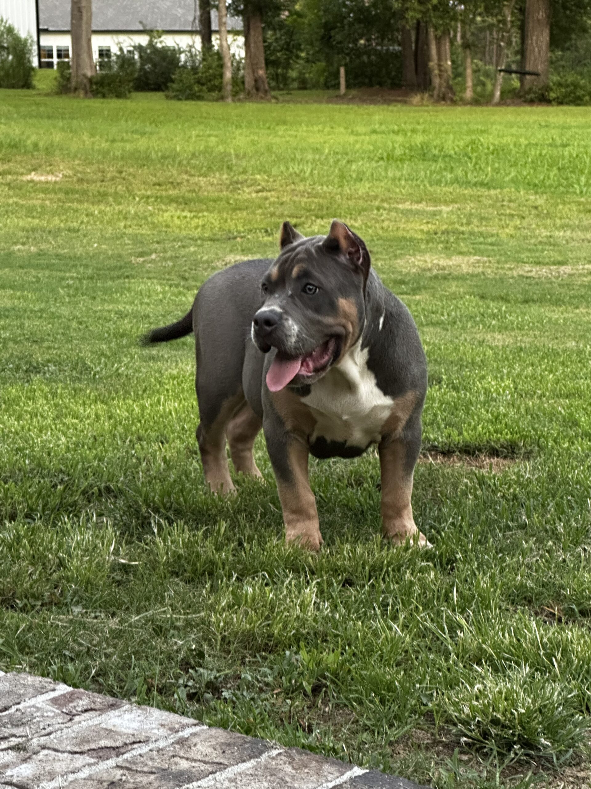 Dog Featured Image