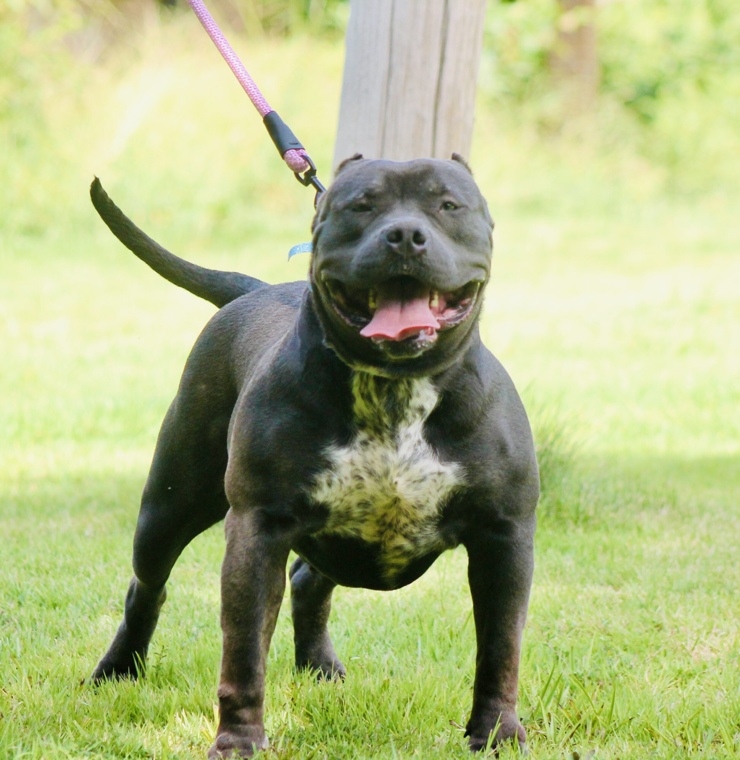 Dog Featured Image