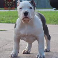 Team Hamilton’s Misty Blu