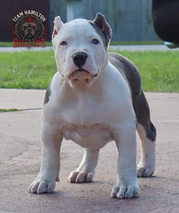 Dog Featured Image