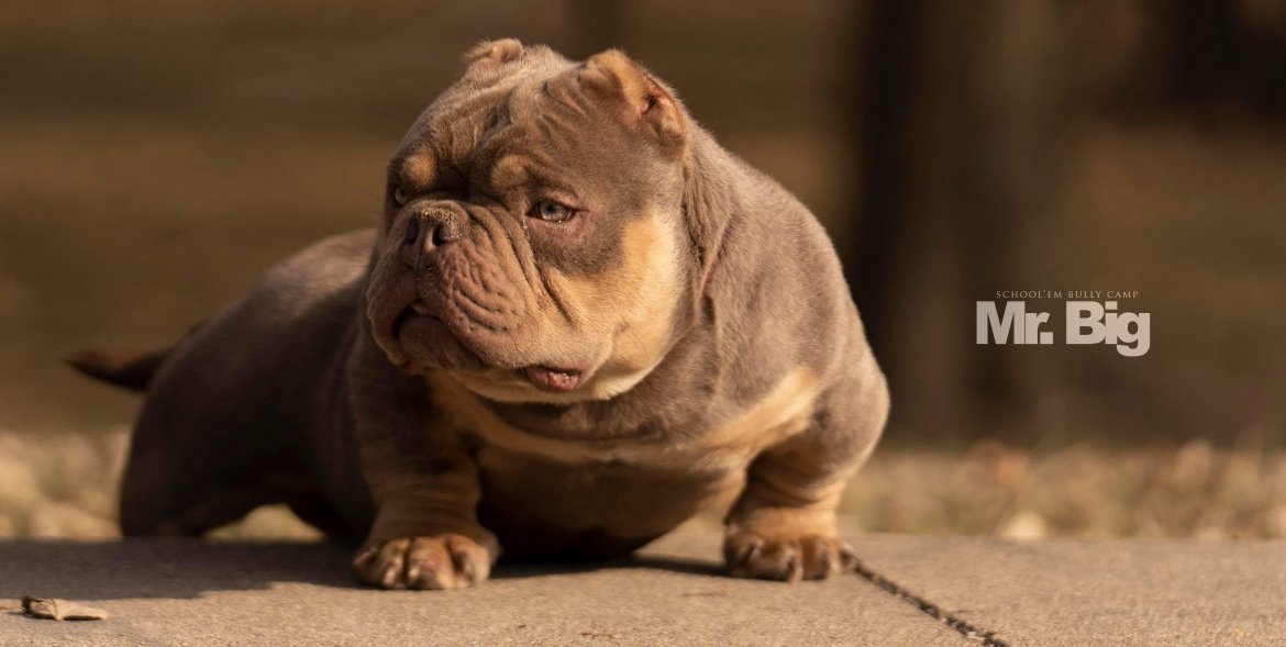 Dog Featured Image
