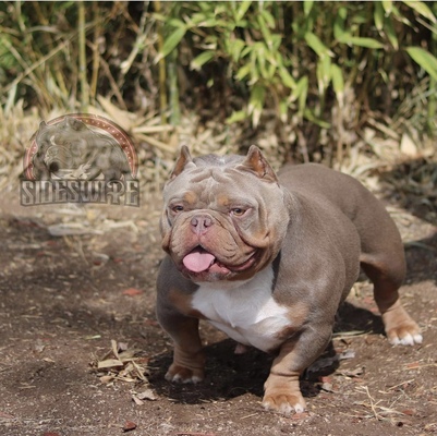 Dog Featured Image
