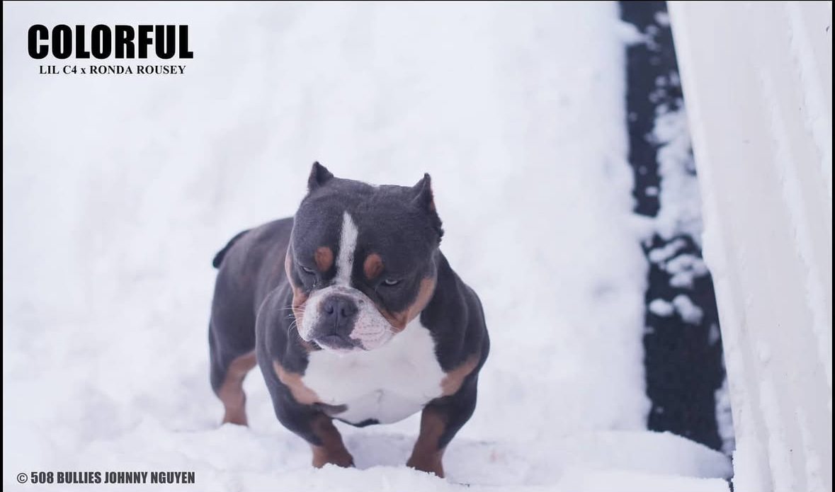 Dog Featured Image