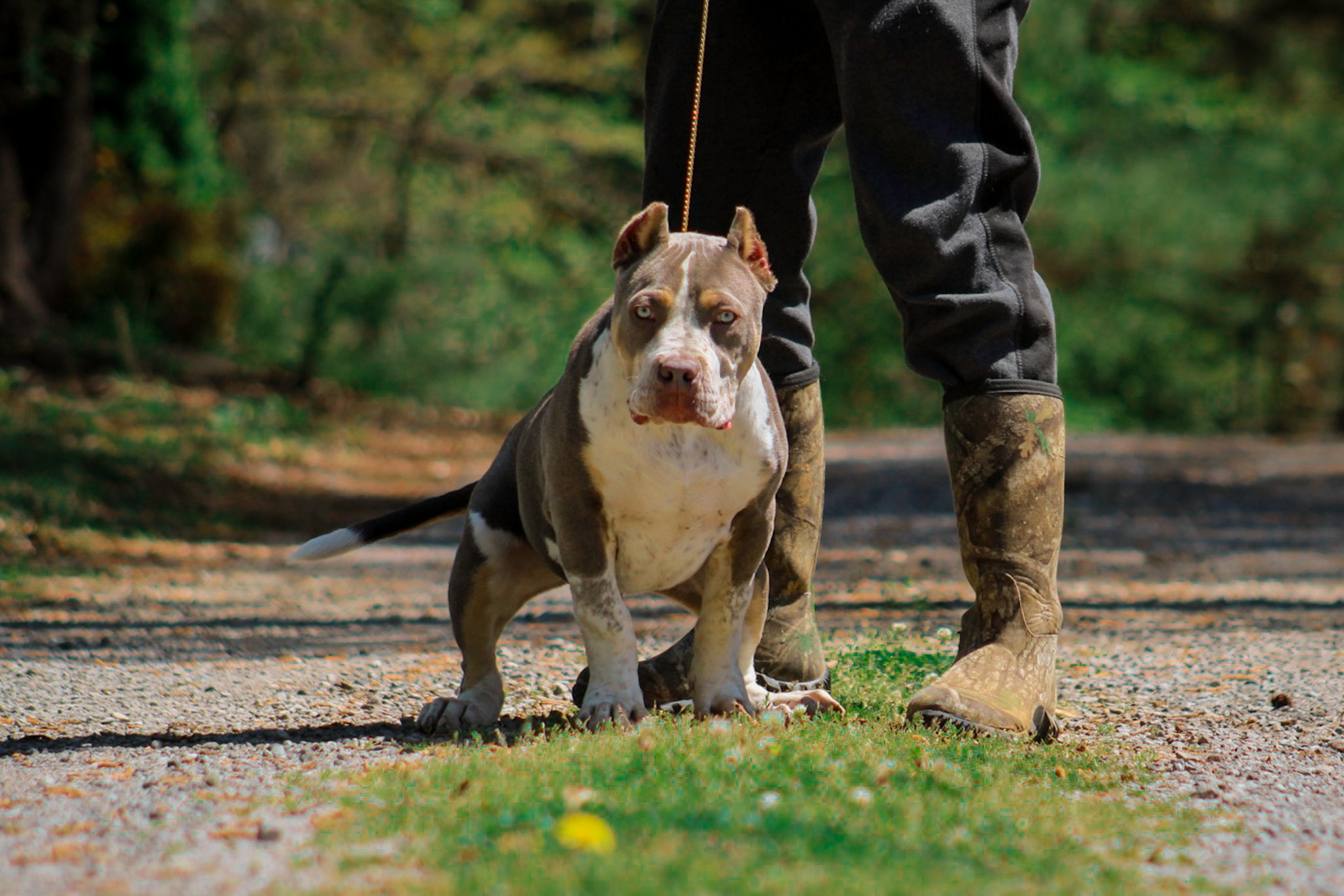 Dog Featured Image