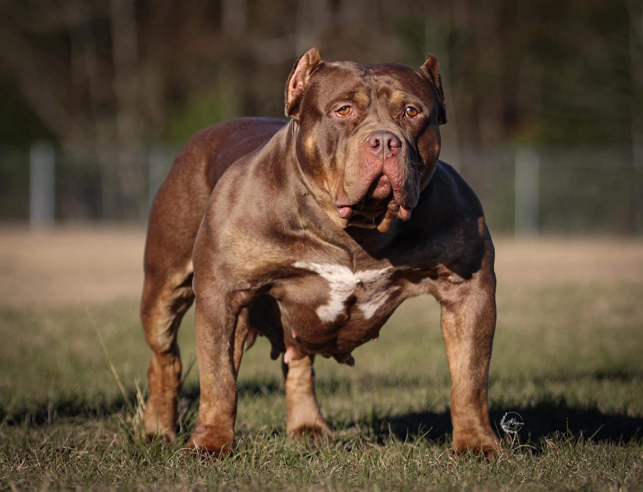 Dog Featured Image