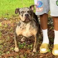 TheBigDawgClub Blue Belle