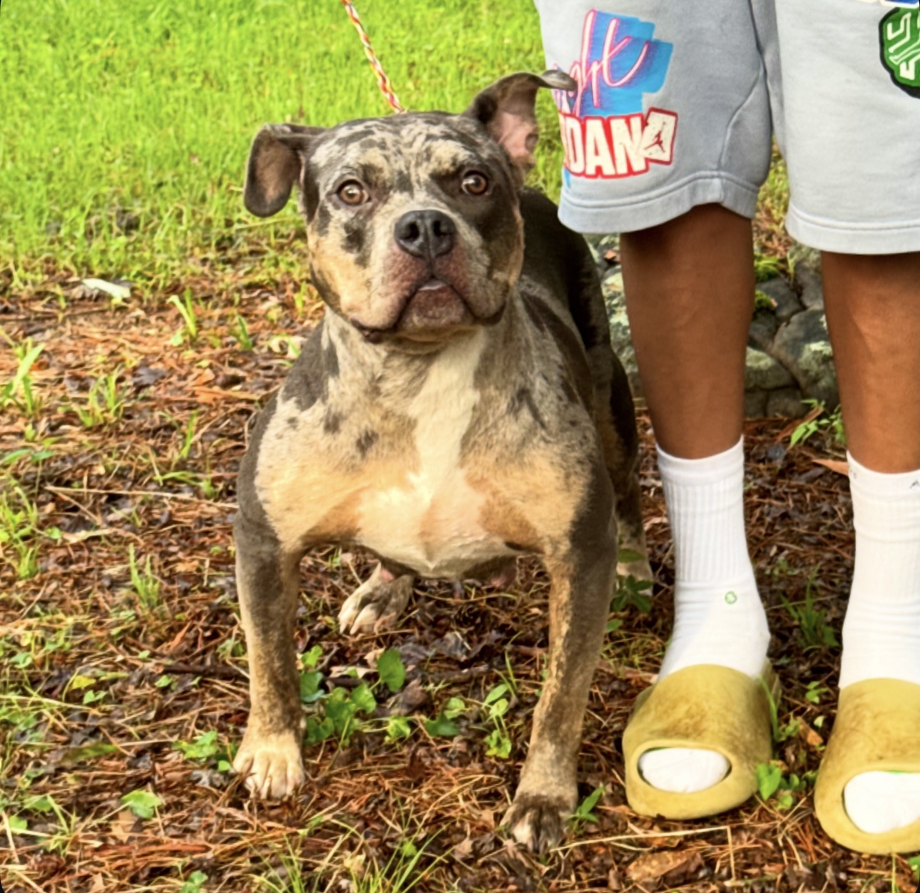 Dog Featured Image