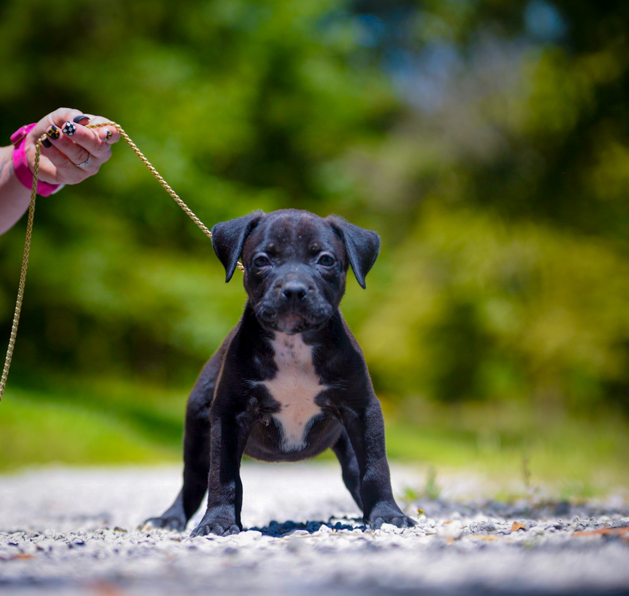 Dog Featured Image