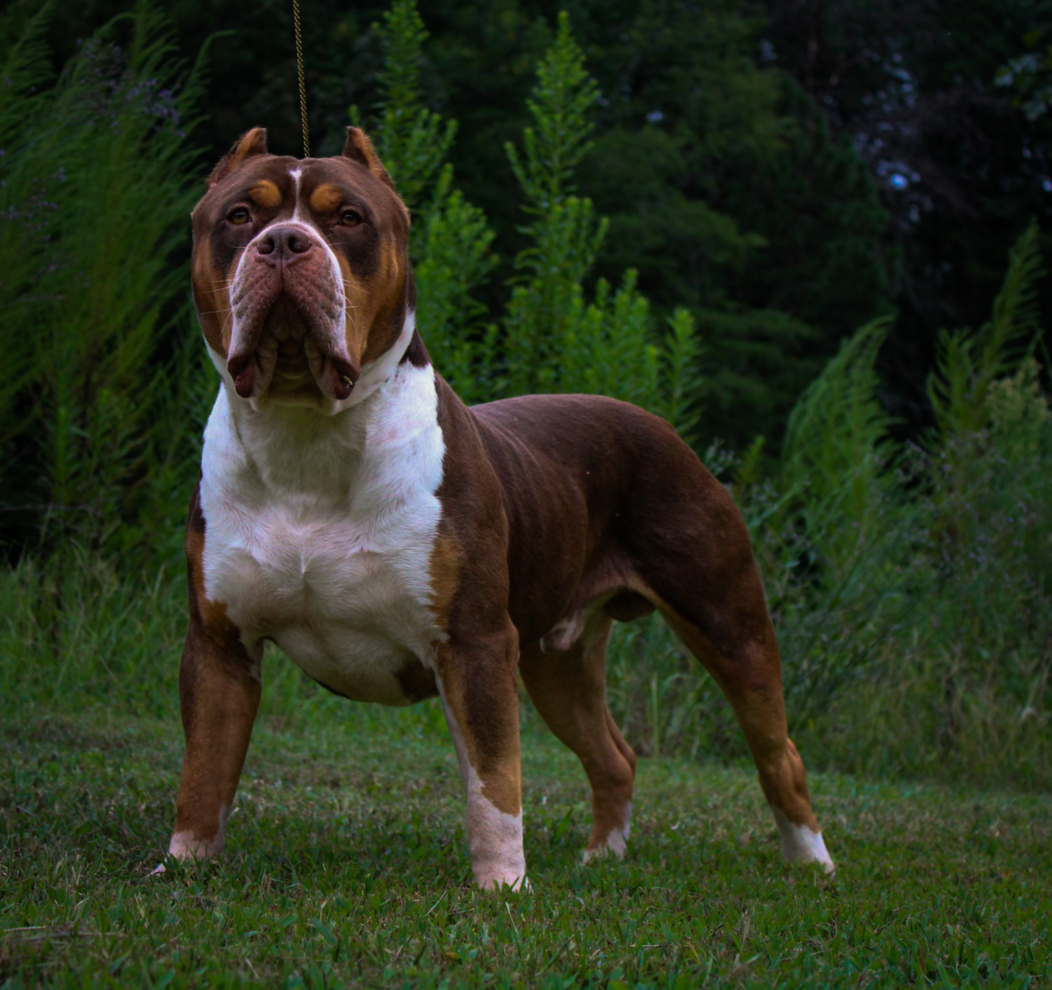 Dog Featured Image