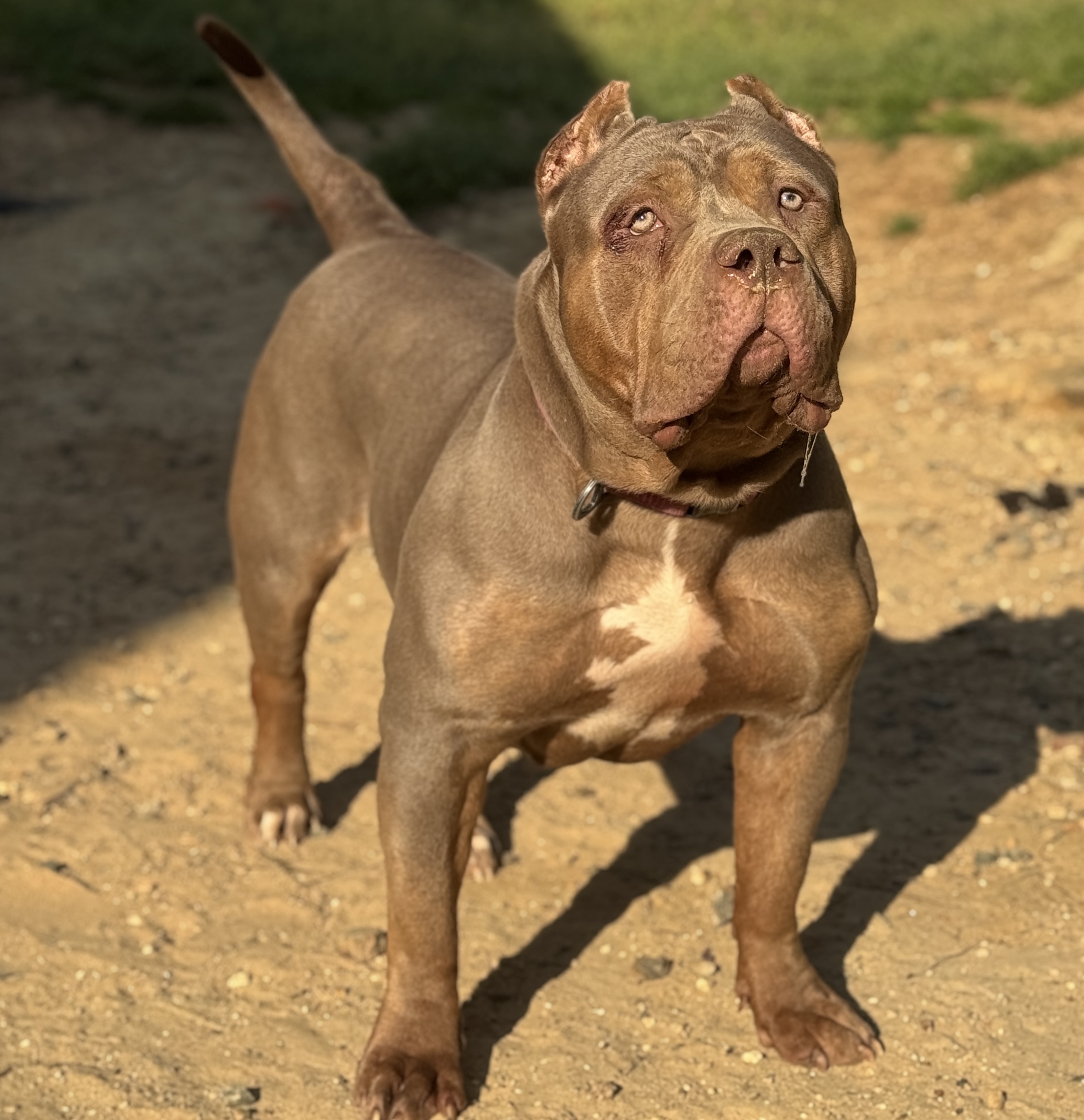 Dog Featured Image