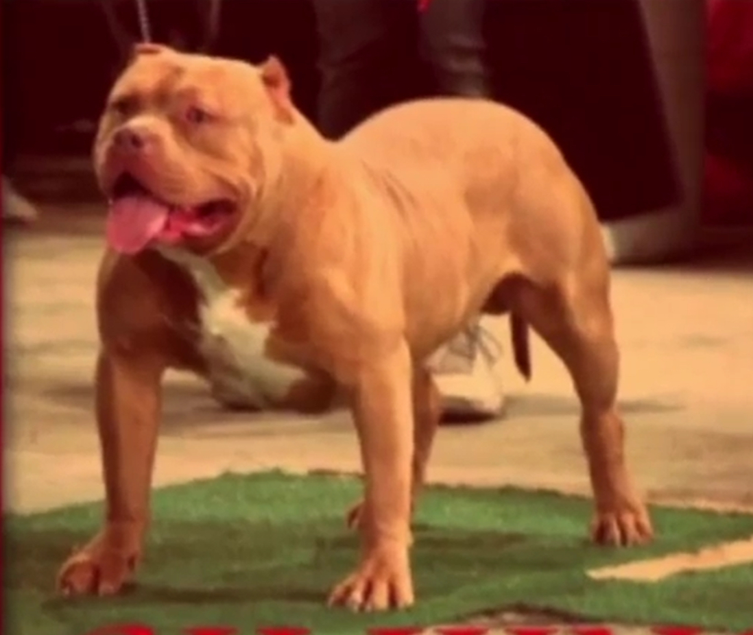 Dog Featured Image