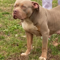 Dog Featured Image