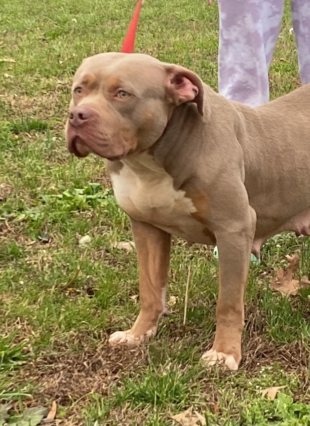 Dog Featured Image