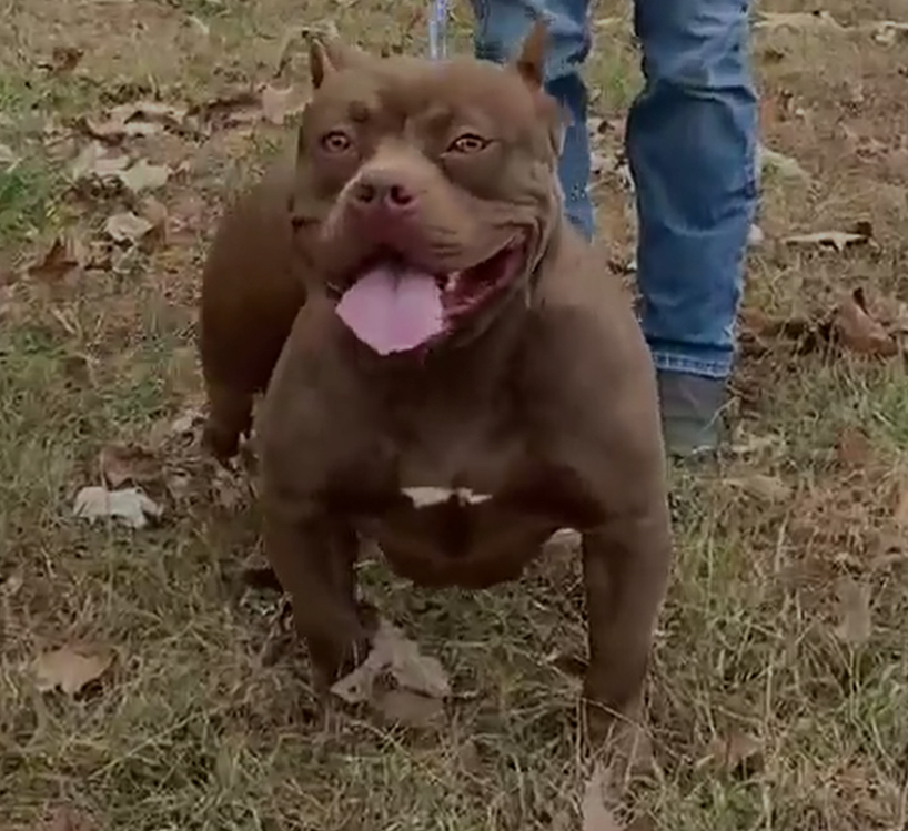Dog Featured Image