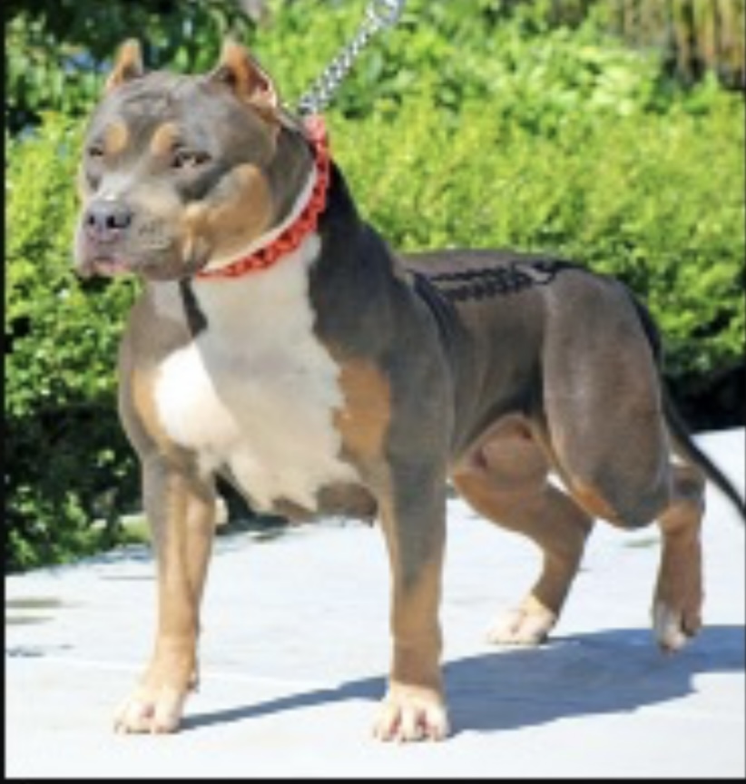 Dog Featured Image