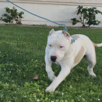 Dog Featured Image