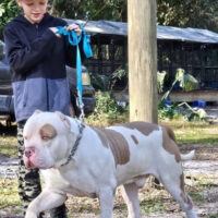 TITAN BULLY’ S PAPI CHULO OF FLORIDAFIED BULLIES