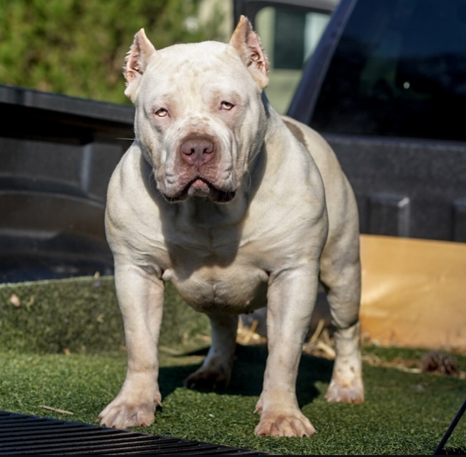 Dog Featured Image