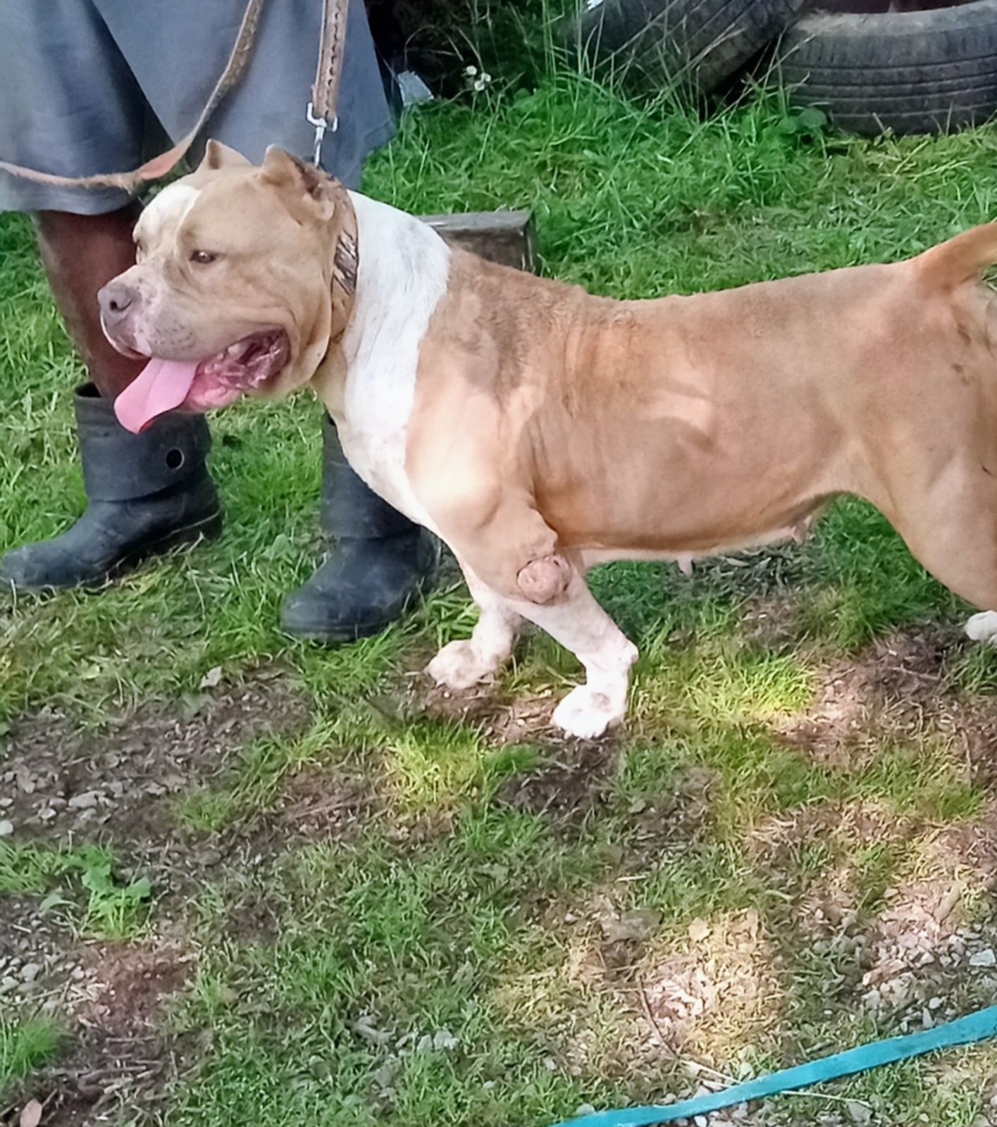 Dog Featured Image