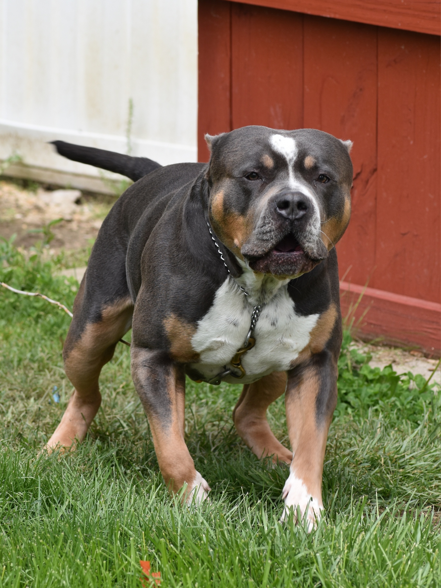 Dog Featured Image