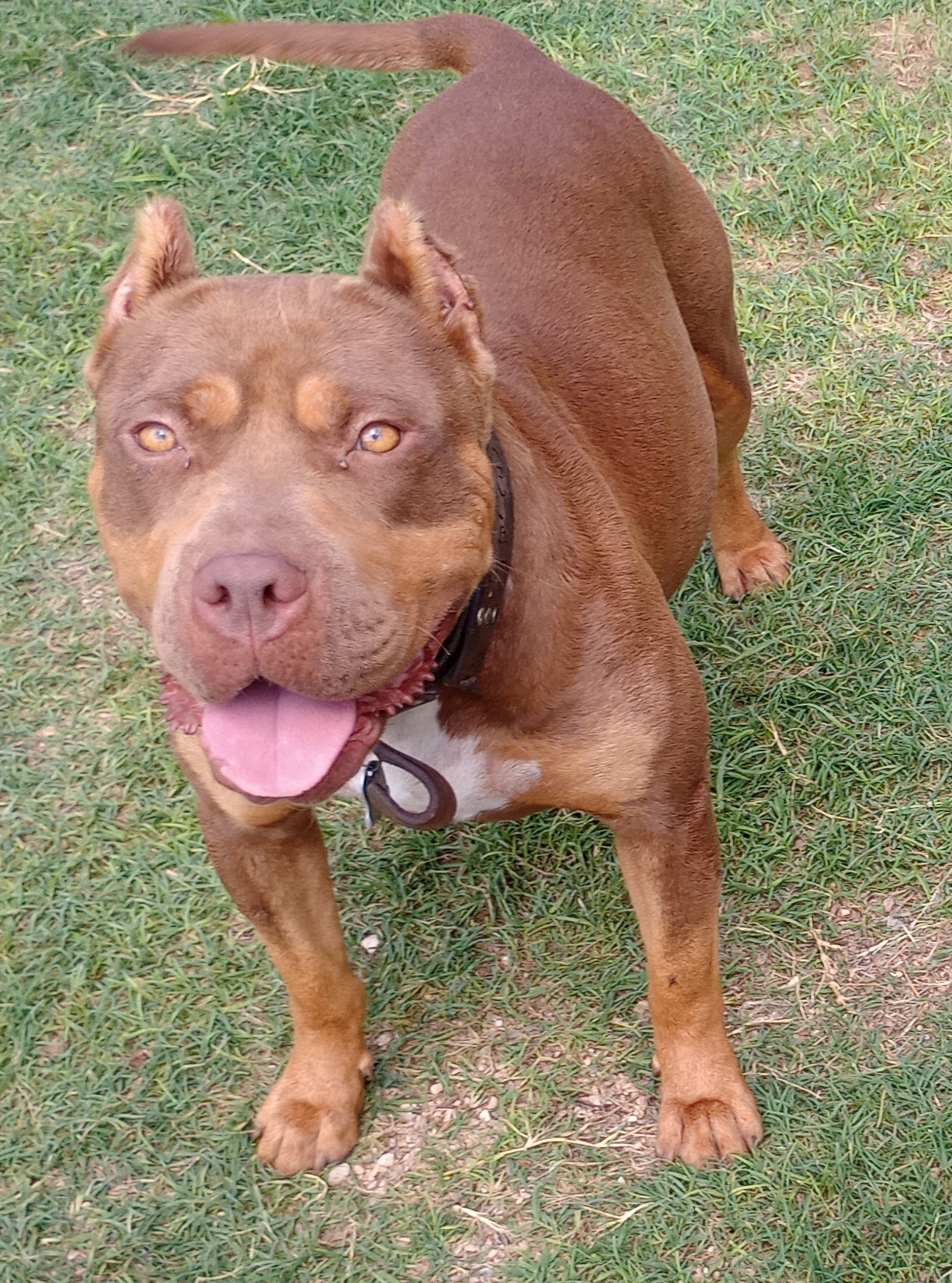 Dog Featured Image