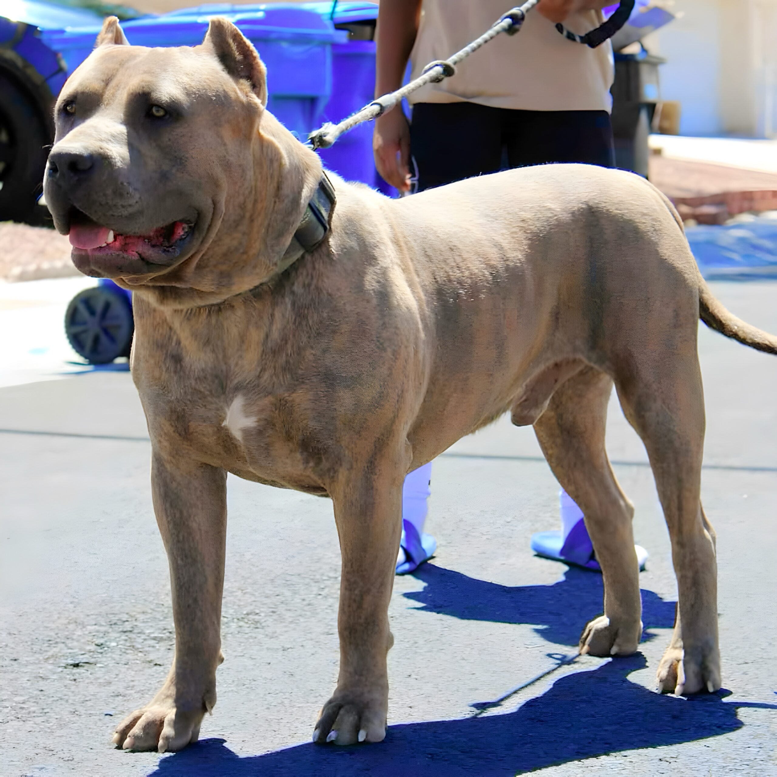 Dog Featured Image