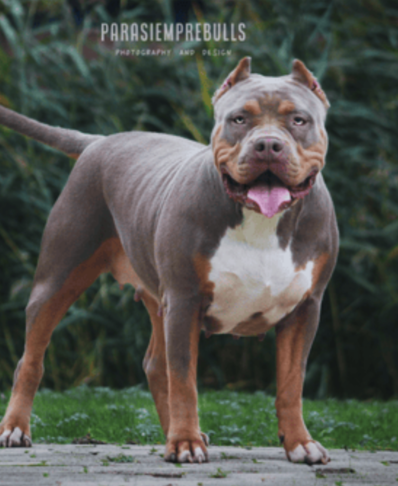 Dog Featured Image