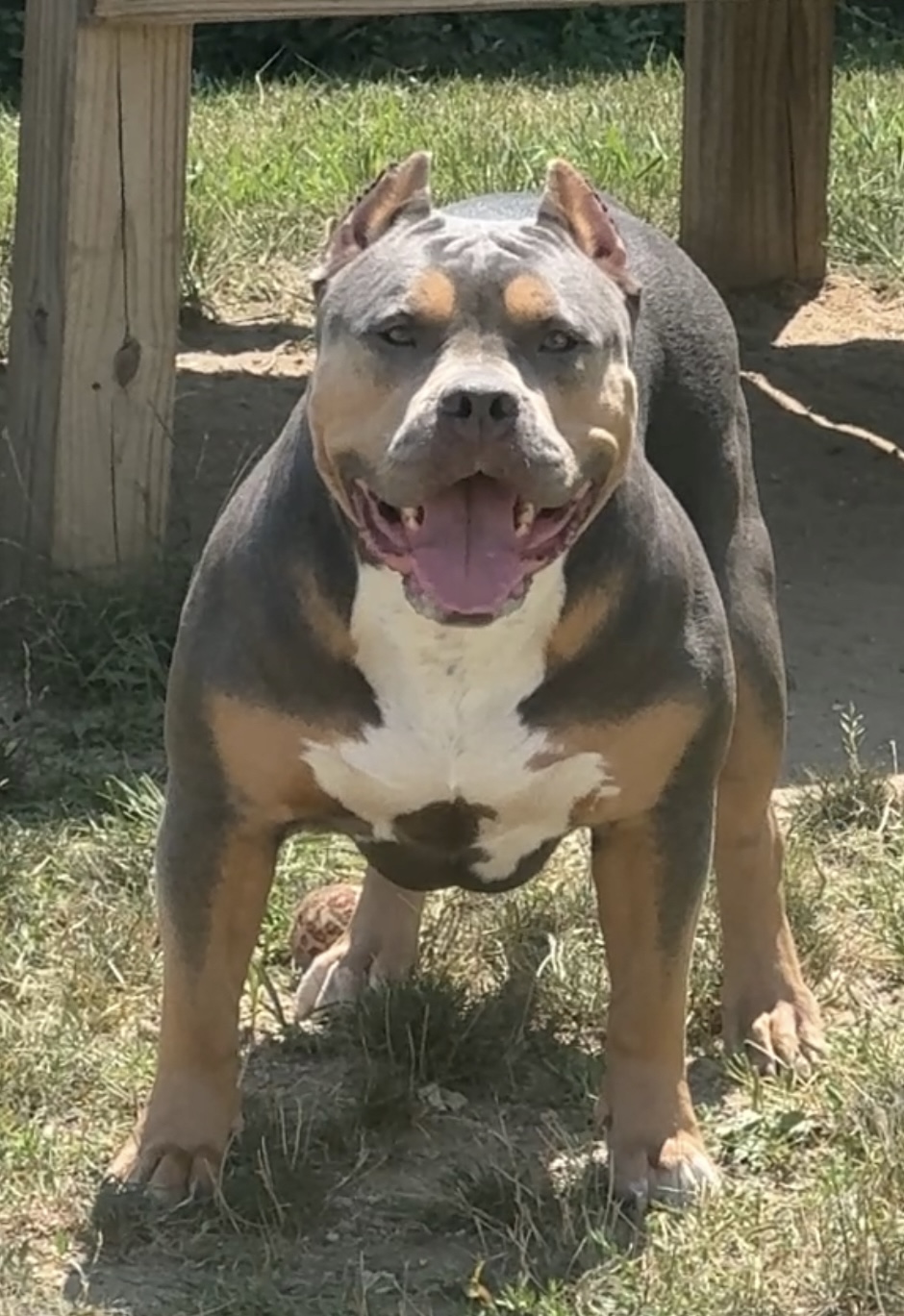 Dog Featured Image