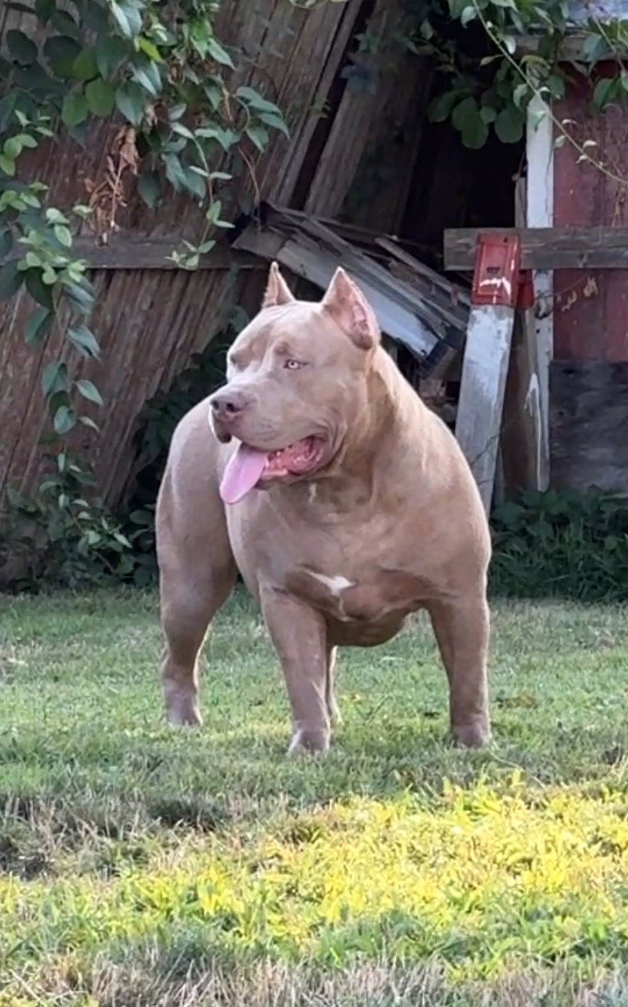 Dog Featured Image