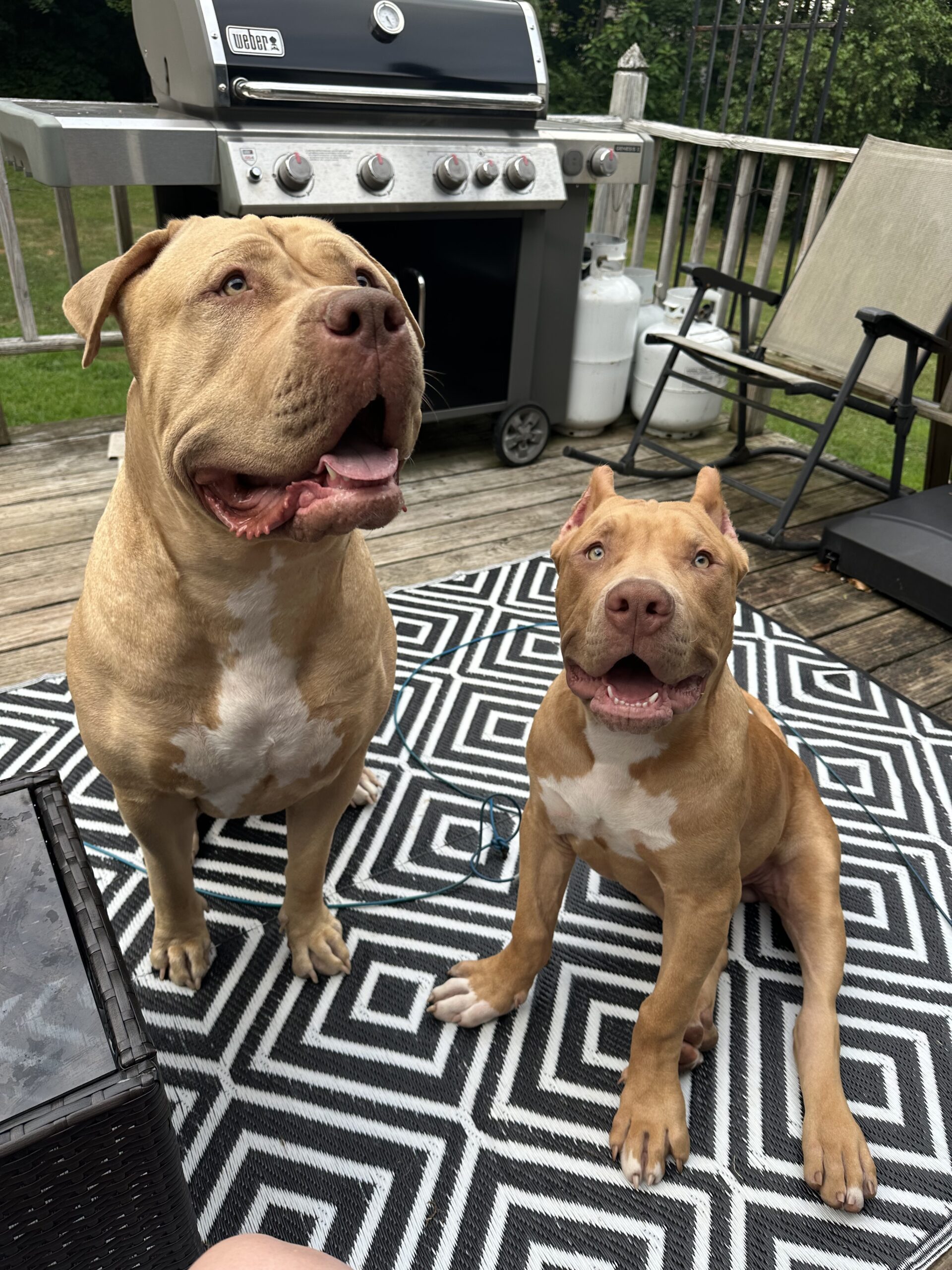 Dog Featured Image