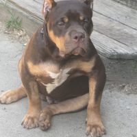 Dog Featured Image