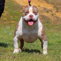 Dream Bullies Jada Pinkett