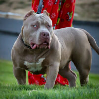 Dog Featured Image