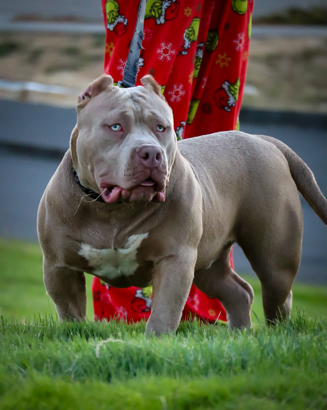 Dog Featured Image