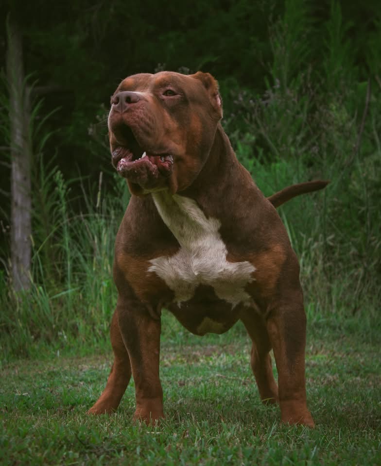 Dog Featured Image