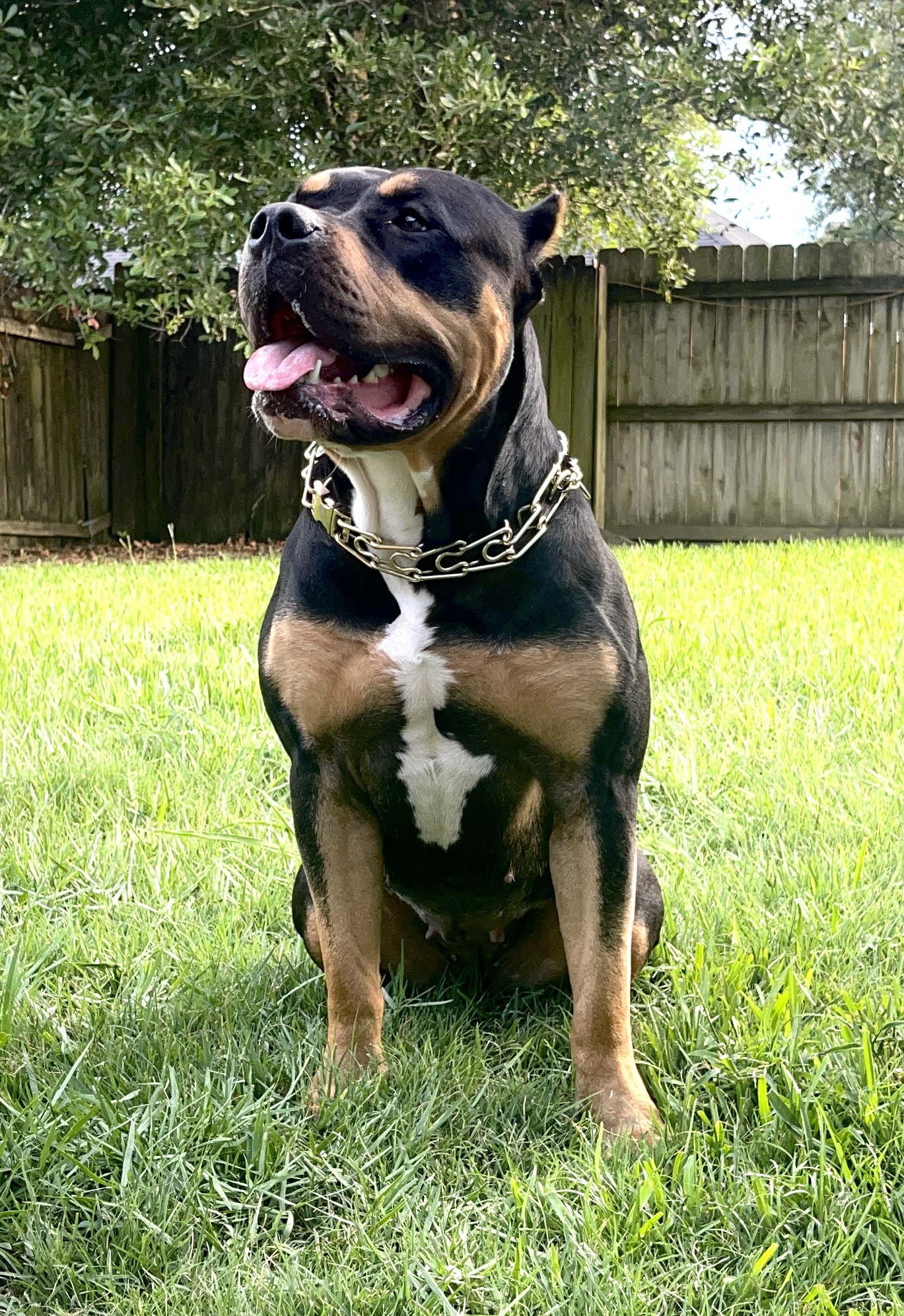 Dog Featured Image