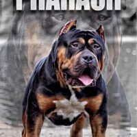 KingSizeBullies Pharaoh