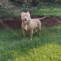 Dog Featured Image