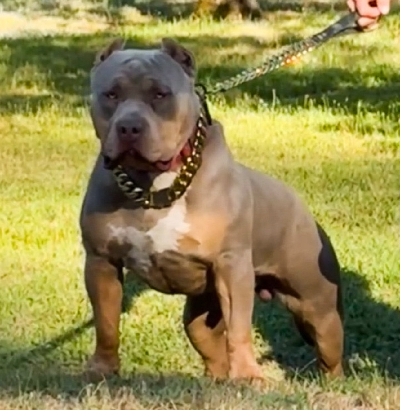 Dog Featured Image