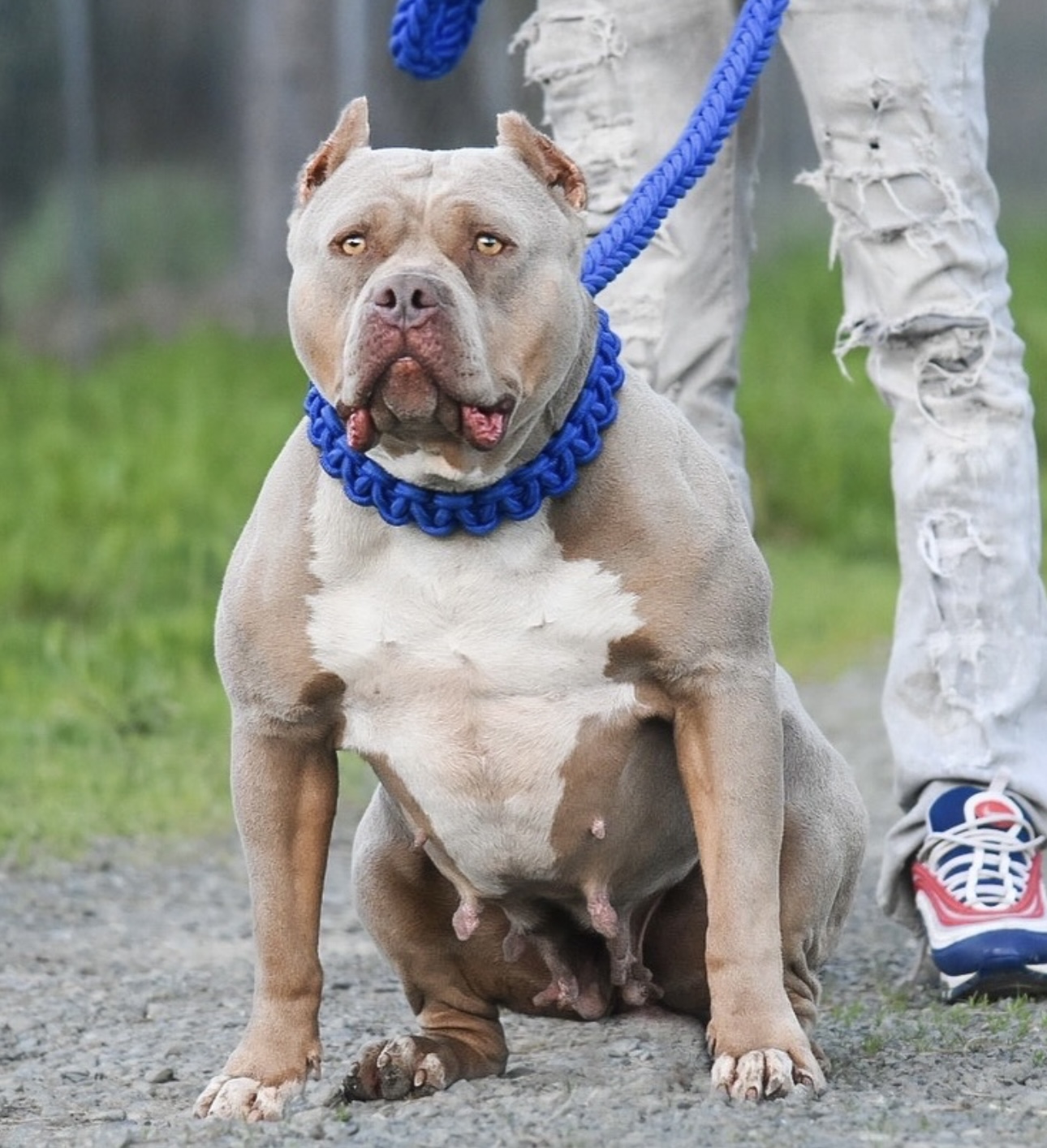 Dog Featured Image