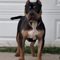 Dog Featured Image